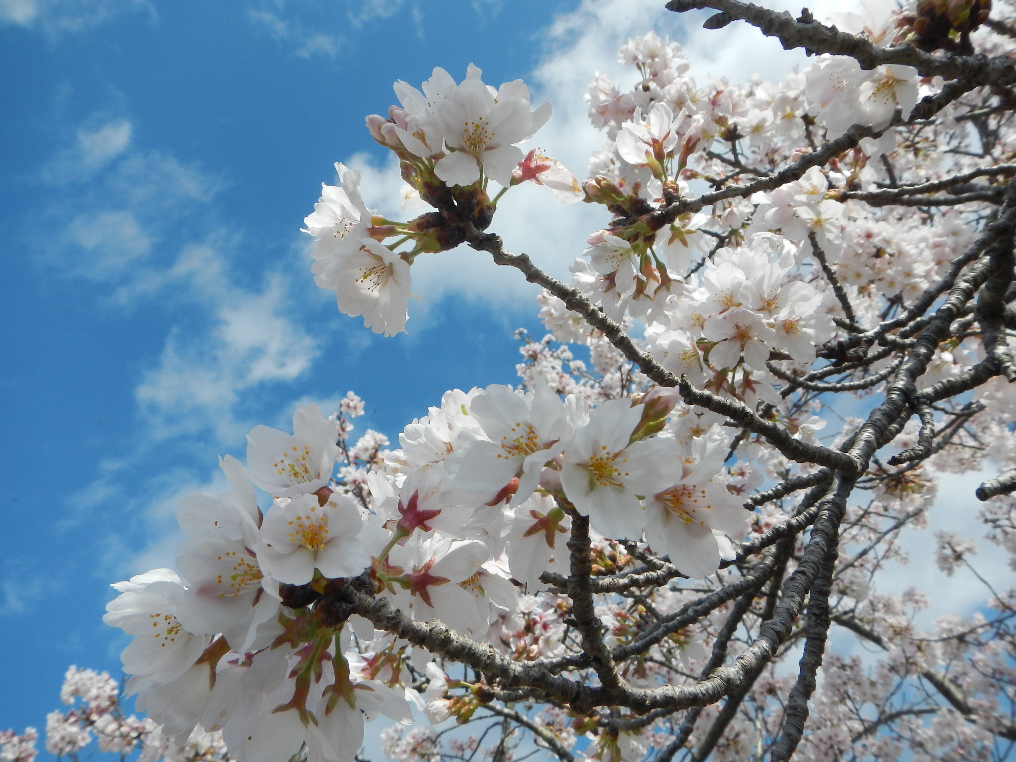 成田メモリアルパークに咲く季節の花