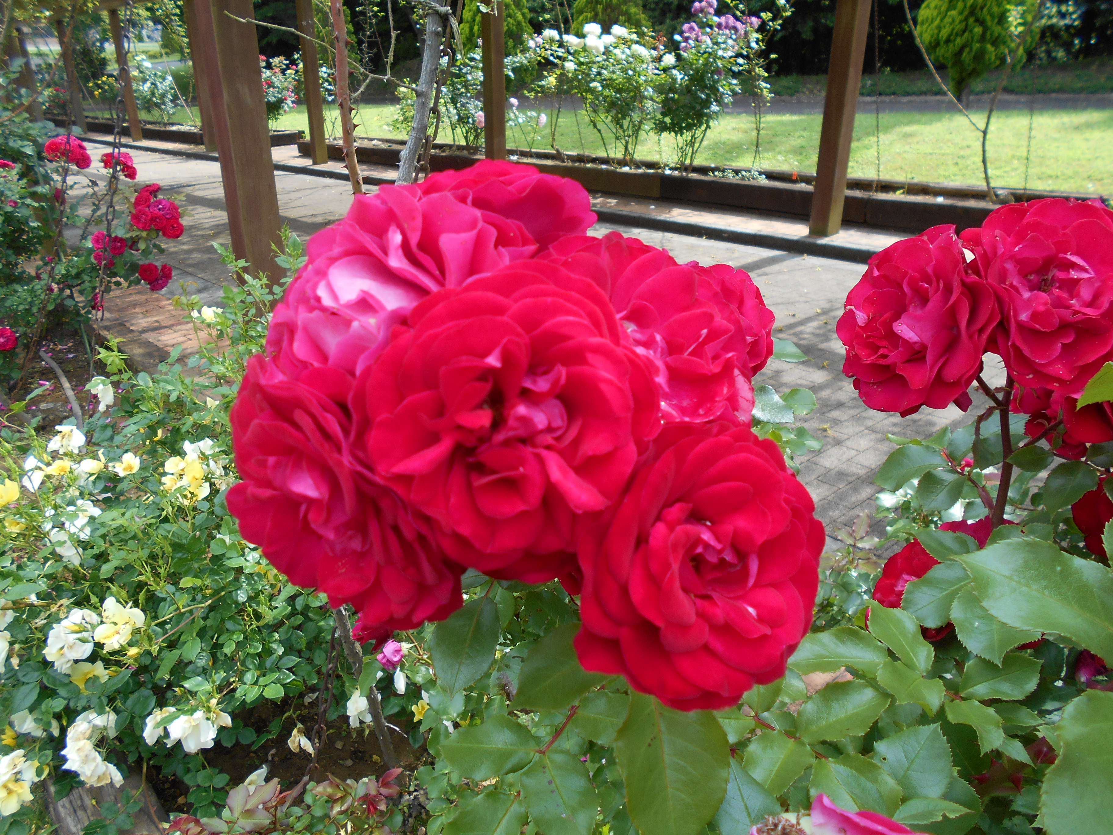 成田メモリアルパークに咲く季節の花